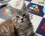 Кошки в Нижнем Тагиле: котенок Мейн-Кун из питомника IkiGaiViktoria Мальчик, Бесплатно - фото 1