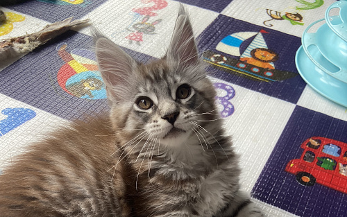 котенок Мейн-Кун