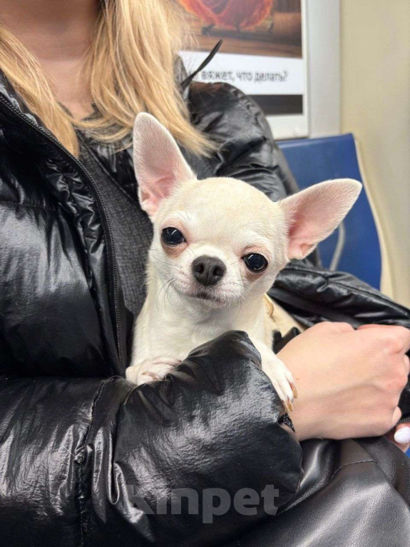 Собаки в Лобне: Чихуахуа мальчик Мальчик, 60 000 руб. - фото 6