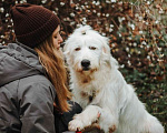Собаки в Москве: Белая собака Шая с человеческими глазами в дар Девочка, 1 руб. - фото 9