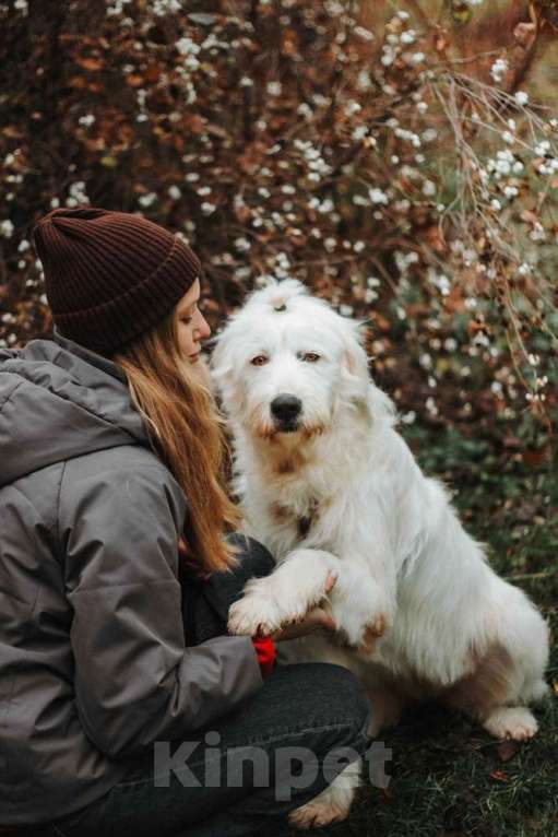 Собаки в Москве: Белая собака Шая с человеческими глазами в дар Девочка, 1 руб. - фото 9