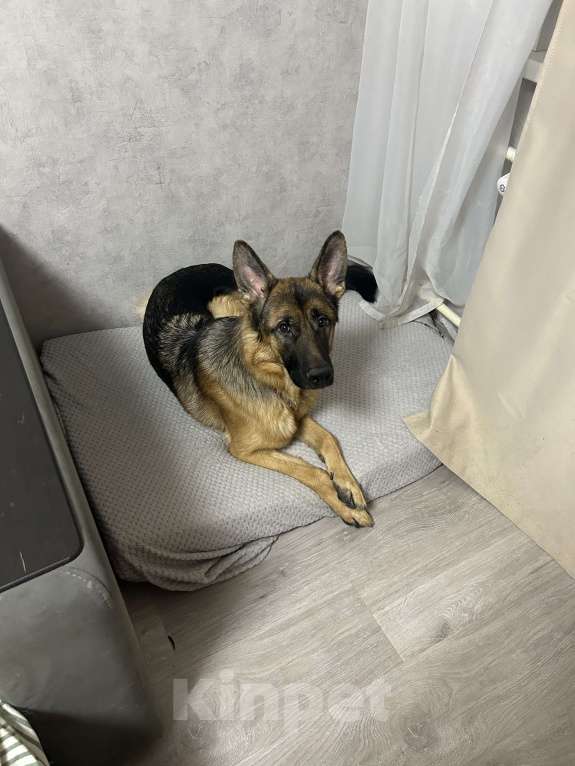 Собаки в Липецке: Немецкая овчарка Мальчик, 30 000 руб. - фото 4