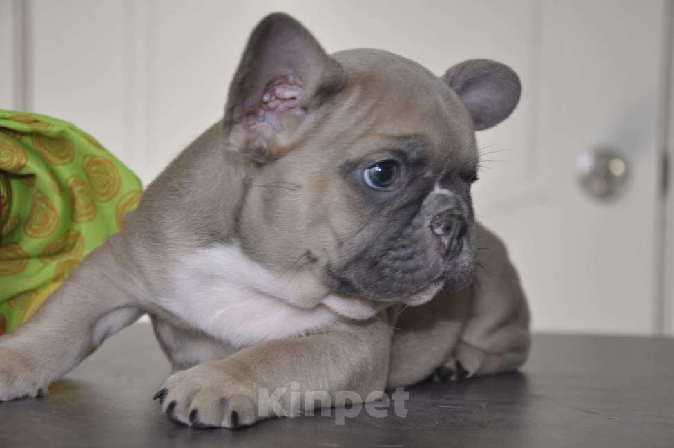 Собаки в Москве: Палевая девочка Девочка, 50 000 руб. - фото 3