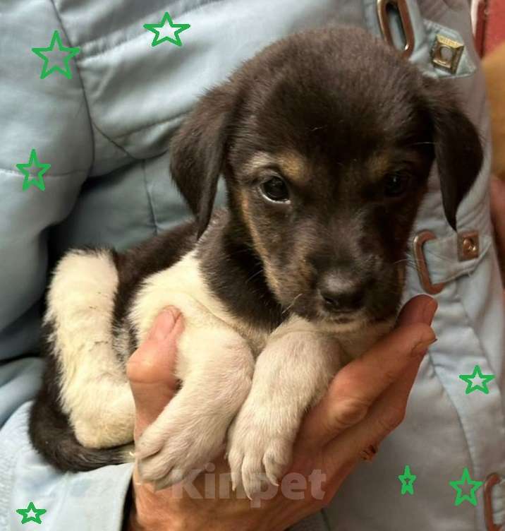 Собаки в Москве: Маленький щенок Мия Девочка, Бесплатно - фото 2