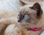 Кошки в Краснодаре: Невские маскарадные котята кошечка кот Девочка, 23 000 руб. - фото 8