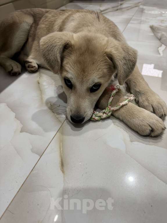 Собаки в Москве: Щенок, оставленный в ливень на остановке, ищет дом Мальчик, Бесплатно - фото 7