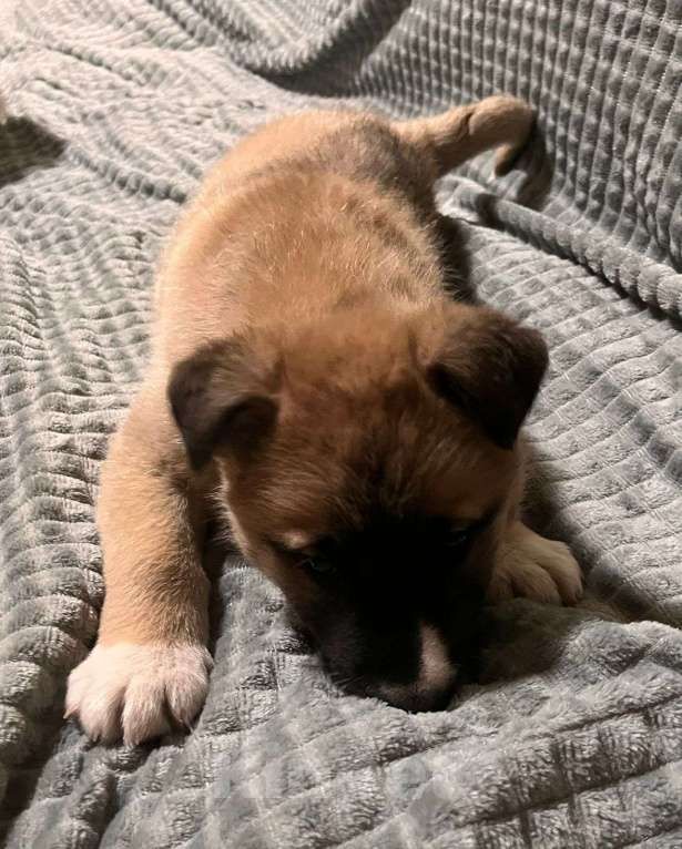 Собаки в Лосином-Петровском: Барри якутенок Мальчик, Бесплатно - фото 7