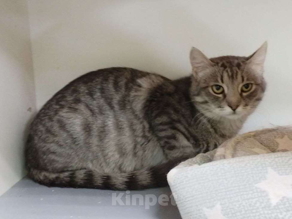 Кошки в Москве: Котенок Тиша ищет дом Мальчик, Бесплатно - фото 3