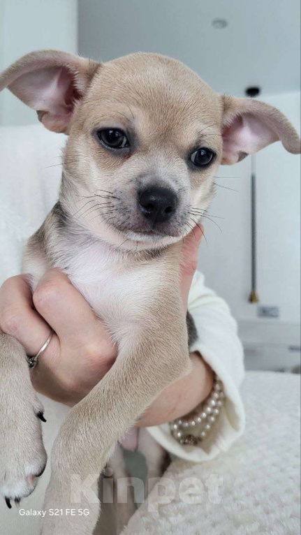 Собаки в Москве: Чихуахуа девочка крупная Девочка, 45 000 руб. - фото 1
