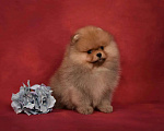 Собаки в Москве: Померанский карликовый шпиц мальчик Мальчик, 45 000 руб. - фото 5