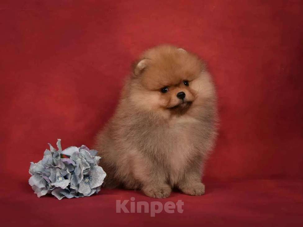 Собаки в Москве: Померанский карликовый шпиц мальчик Мальчик, 45 000 руб. - фото 5