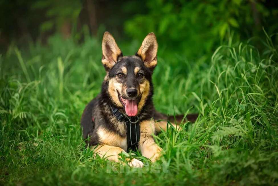 Собаки в Москве: Флеш Мальчик, Бесплатно - фото 6