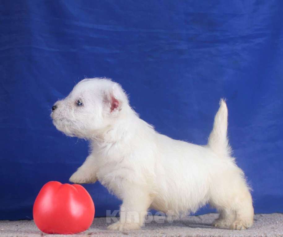 Собаки в Москве: вест хайленд вайт терьер щенки мальчики Мальчик, 80 000 руб. - фото 3