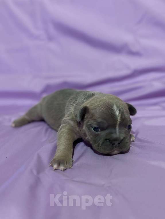 Собаки в Хабаровске: Щенок французского бульдога Девочка, 50 000 руб. - фото 3