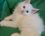 Кошки в Москве: Белый мальчик полидакт Мальчик, 50 000 руб. - фото 3