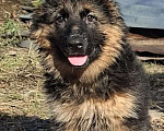 Собаки в Иркутске: Немецкая овчарка длинношерстная Мальчик, 50 000 руб. - фото 2