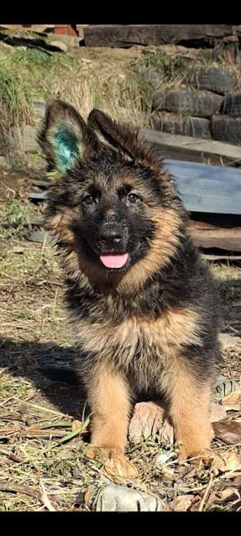 Собаки в Иркутске: Немецкая овчарка длинношерстная Мальчик, 50 000 руб. - фото 2