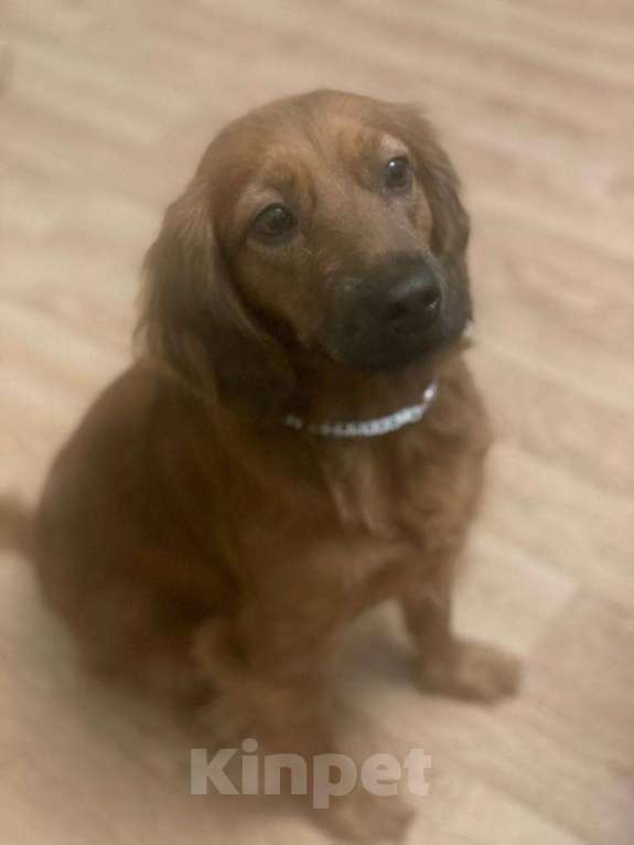 Собаки в Москве: Маленькая рыжая собачка Ляля в добрые руки Девочка, Бесплатно - фото 2