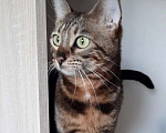 Кошки в Москве: Бенгальская кошка Такара ищет дом! Девочка, Бесплатно - фото 1