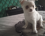 Собаки в Санкт-Петербурге: Чихуахуа девочка мелкий стандарт Девочка, 22 000 руб. - фото 1