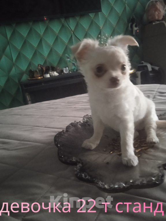 Собаки в Санкт-Петербурге: Чихуахуа девочка мелкий стандарт Девочка, 22 000 руб. - фото 1