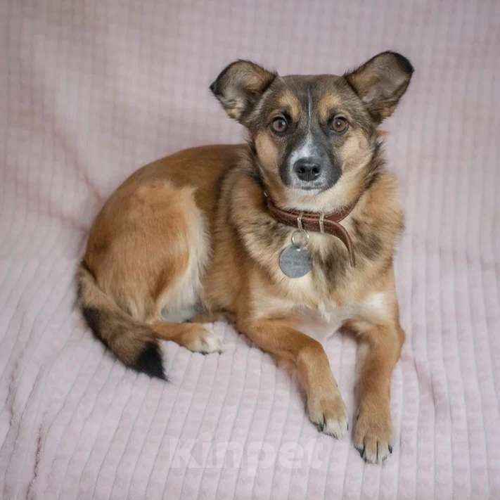 Собаки в Москве: Небольшая собачка в добрые руки Девочка, Бесплатно - фото 1