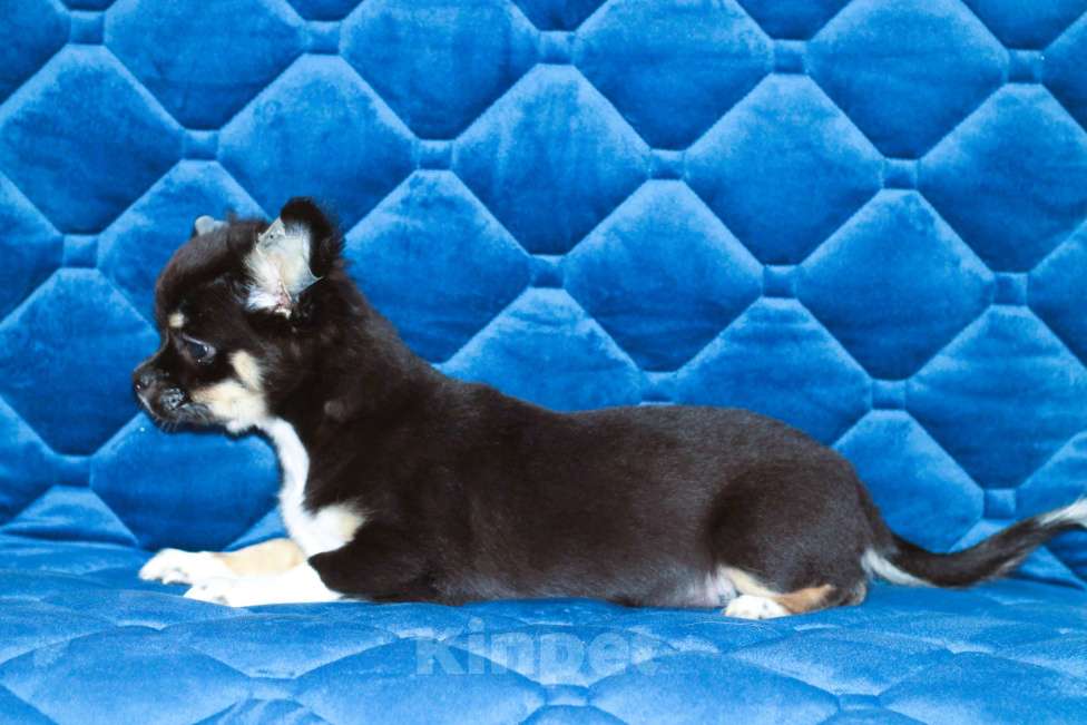 Собаки в других городах Московской области: Мальчик чихуахуа д\ш Мальчик, 25 000 руб. - фото 3