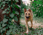 Собаки в Санкт-Петербурге: Мелисса ищет дом  Девочка, Бесплатно - фото 5