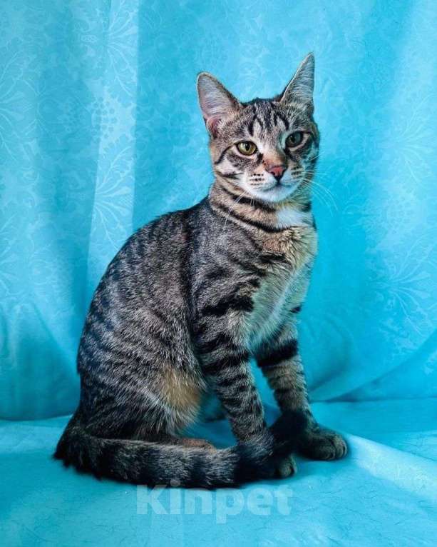 Кошки в Москве: Полосатый котенок в добрые руки  Мальчик, Бесплатно - фото 3