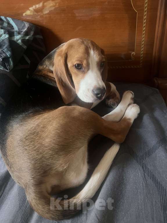 Собаки в Липецке: Продам Девочка, 17 000 руб. - фото 3