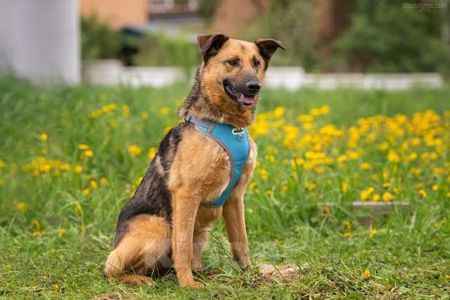 Собаки в Москве: Дарси - преданное сердце тает в приюте Мальчик, Бесплатно - фото 6
