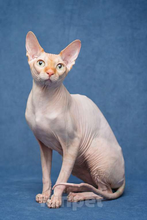 Кошки в Москве: Норрис ищет дом Мальчик, Бесплатно - фото 3