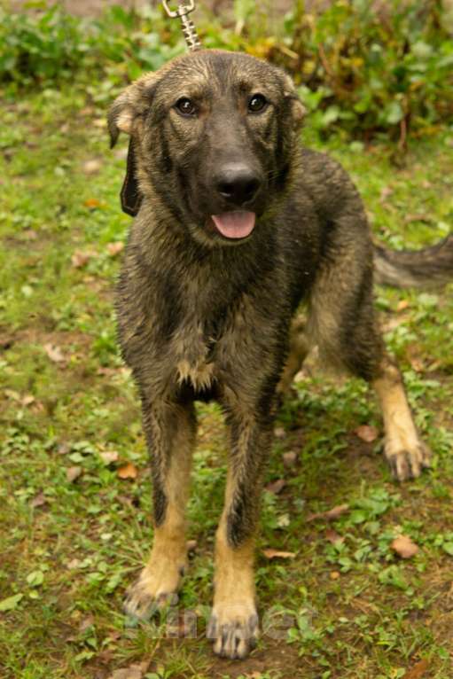 Собаки в Санкт-Петербурге: Удивительный щенок с умными глазами Мальчик, Бесплатно - фото 4