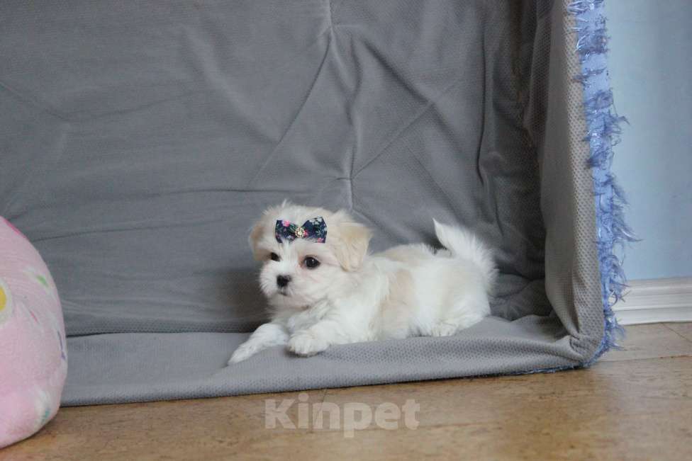Собаки в Омске: Мальтезе красивый мини малыш Мальчик, 75 000 руб. - фото 5