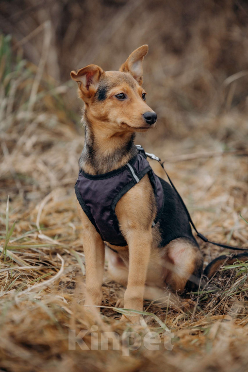 Собаки в Москве: Щенок в добрые руки Девочка, Бесплатно - фото 9