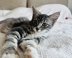 Кошки в Москве: Котенок - девочка в добрые руки Девочка, Бесплатно - фото 3