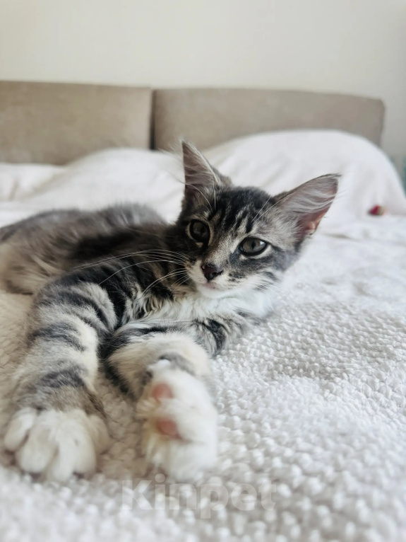 Кошки в Москве: Котенок - девочка в добрые руки Девочка, Бесплатно - фото 3