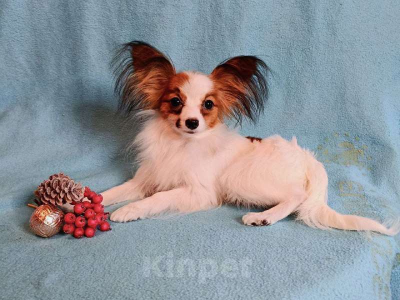 Собаки в Москве: Небольшая малышка папийон Девочка, 45 000 руб. - фото 1