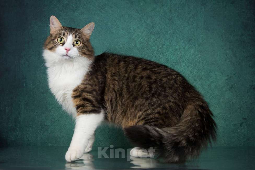 Кошки в Москве: Молодой котик Пух в дар! Мальчик, Бесплатно - фото 2