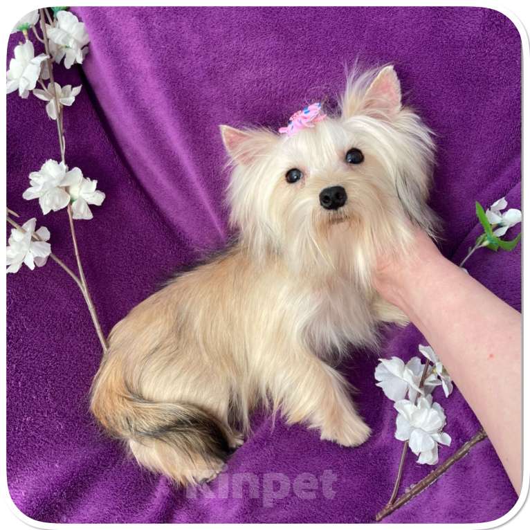Собаки в Москве: Мини девочка йоркширского терьера золотая голддаст Девочка, 80 000 руб. - фото 4