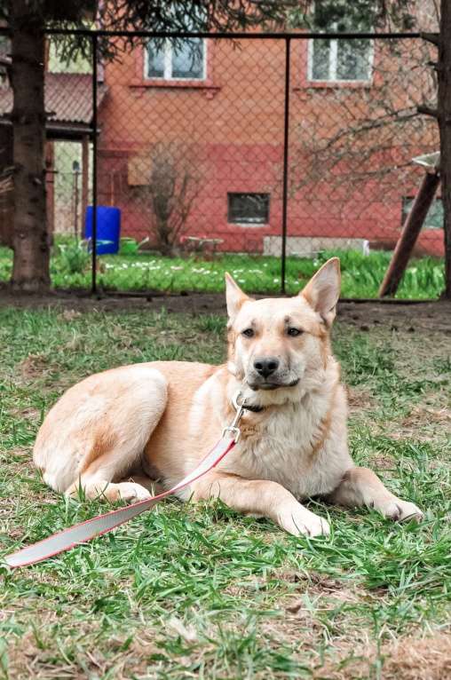 Собаки в Москве: Очаровательная Лиса в добрые рука Девочка, Бесплатно - фото 3
