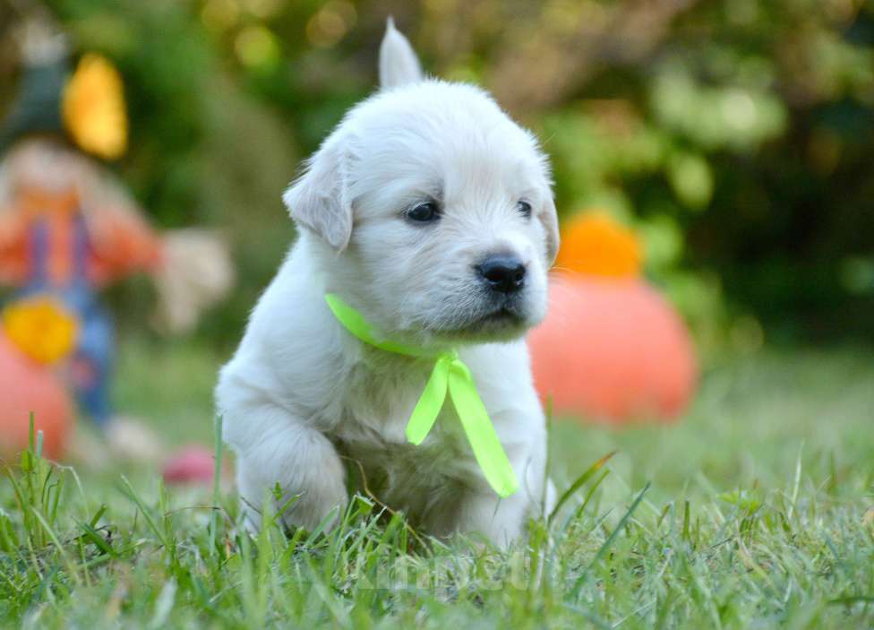 Собаки в Москве: Щенки золотистого ретривера. Мальчик, Бесплатно - фото 4