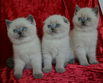 Кошки в Уржуме: Британец, 8 000 руб. - фото 3