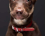 Собаки в Москве: Метис шоколадного лабрадора щенок Айза в дар Девочка, Бесплатно - фото 3
