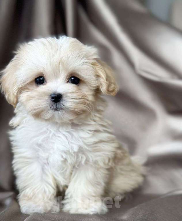 Собаки в Москве: Мальтипу мини мальчик Мальчик, 250 000 руб. - фото 2