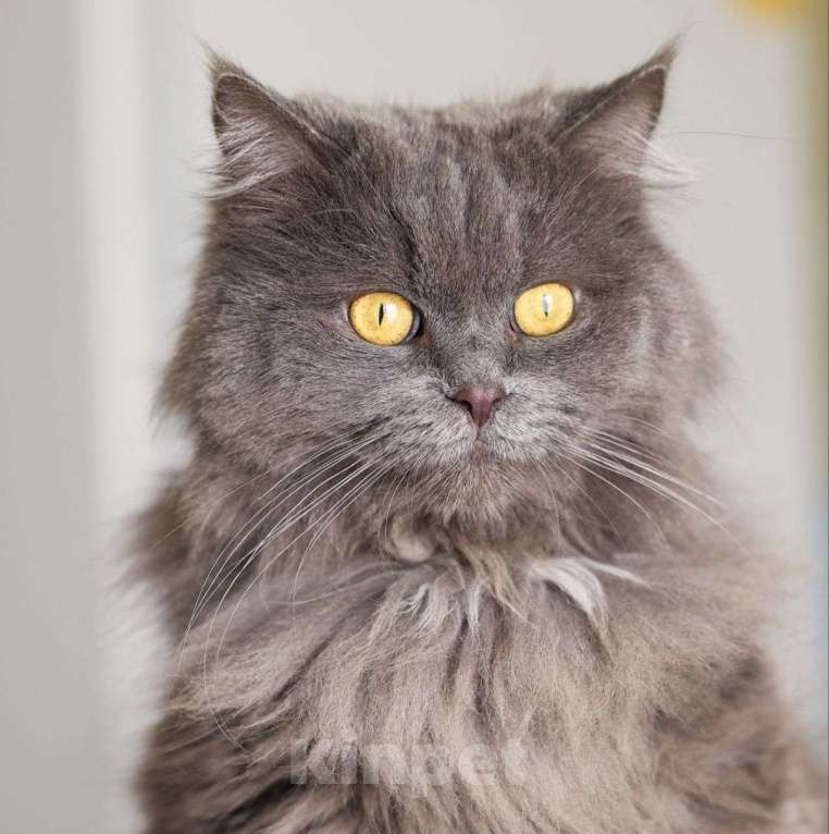 Кошки в Москве: Пушистую Женеву обижают коты, а она не может им противостоять 💔 Ей срочно нужен дом Девочка, Бесплатно - фото 2