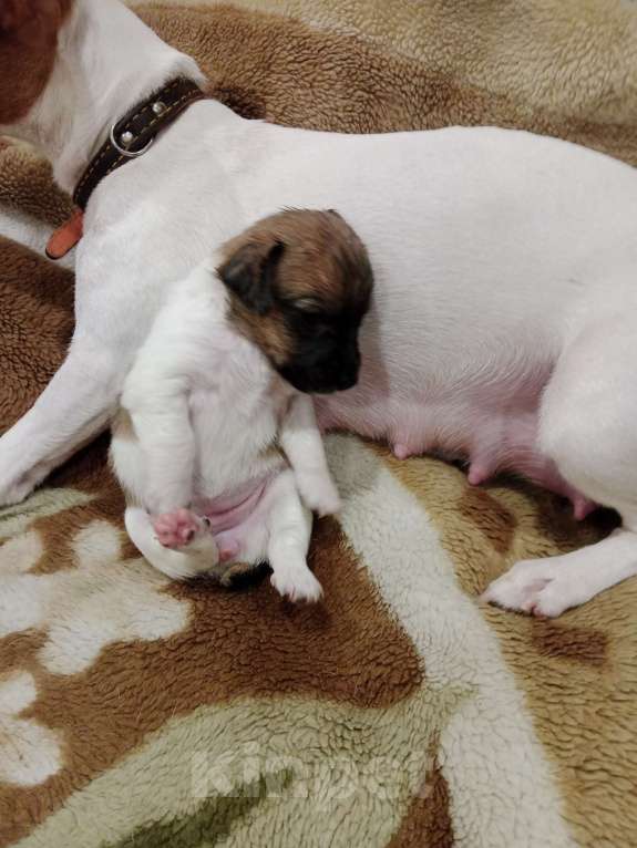 Собаки в Тольятти: Джек Рассел терьер  Девочка, 20 000 руб. - фото 3