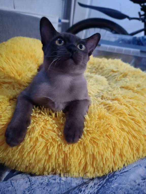 Кошки в Ростове-на-Дону: Малыш европейской Бурмы  Мальчик, 50 000 руб. - фото 2