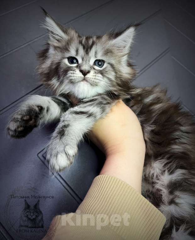 Кошки в Санкт-Петербурге: Кошечка черный мрамор на серебре Девочка, 50 000 руб. - фото 1