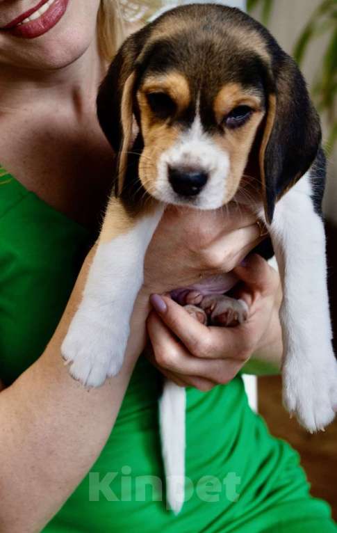 Собаки в Ростове-на-Дону: БИГЛЬ, щенок Мальчик, 24 000 руб. - фото 5